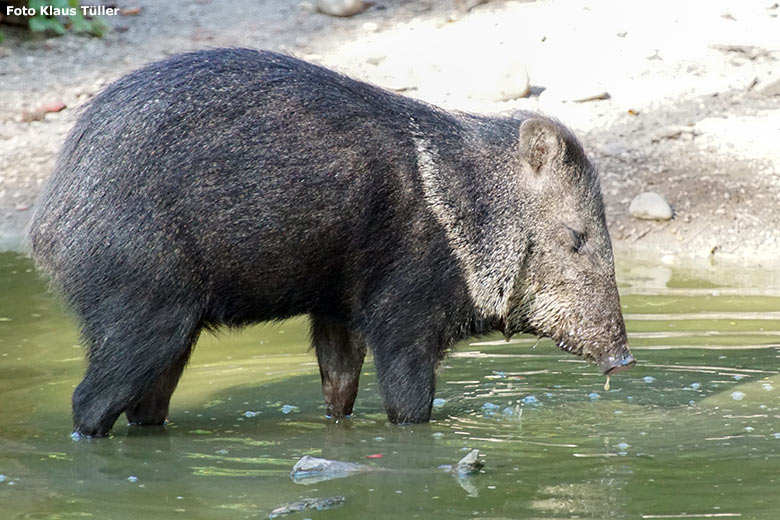 Halsbandpekari am 18. September 2020 im Wasser auf der Außenanlage am Südamerika-Haus im Grünen Zoo Wuppertal (Foto Klaus Tüller)