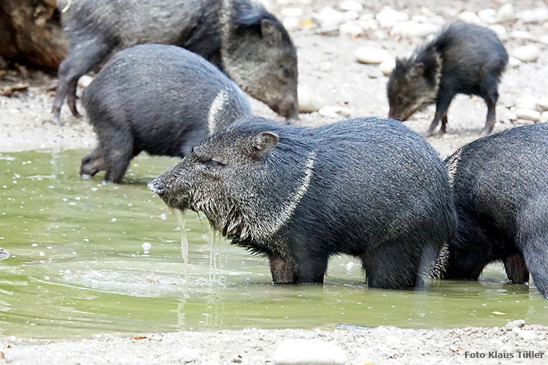 Halsbandpekaris am 30. September 2020 auf der Außenanlage am Südamerika-Haus im Zoo Wuppertal (Foto Klaus Tüller)