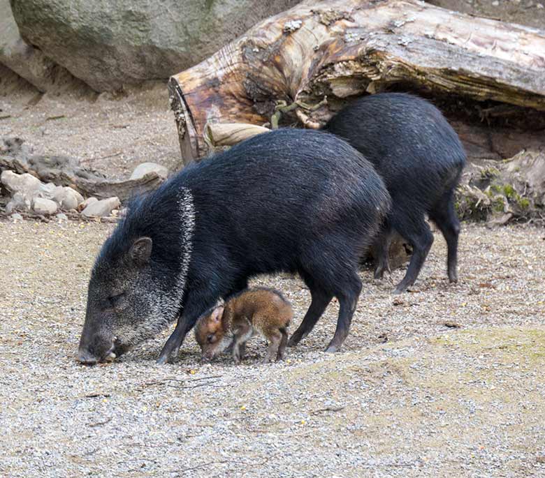 Halsbandpekari mit Jungtier am 6. Mai 2021 auf der Außenanlage am Südamerika-Haus im Grünen Zoo Wuppertal