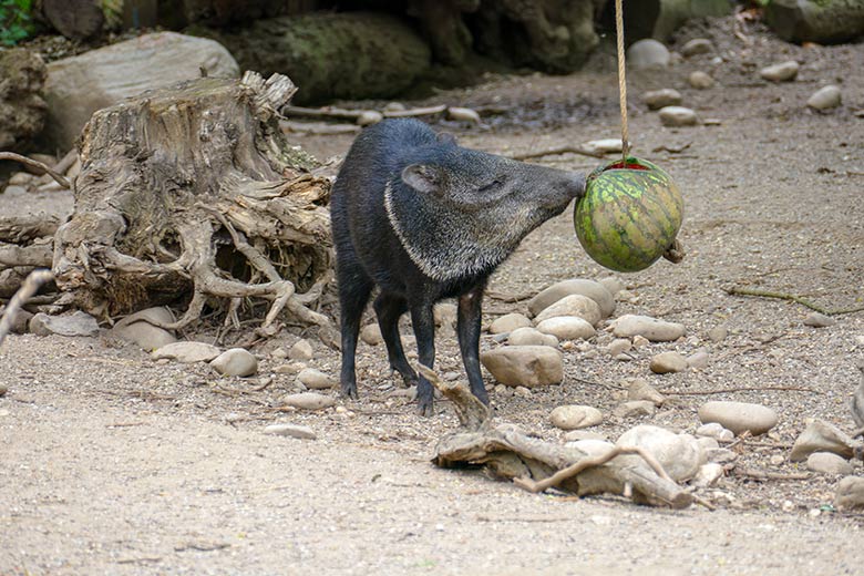 Halsbandpekari an Melone am 9. Mai 2021 auf der Außenanlage am Südamerika-Haus im Grünen Zoo Wuppertal