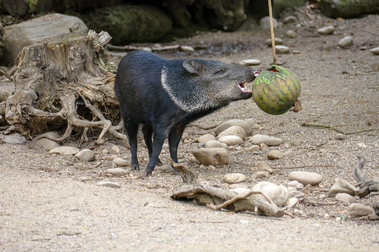 Halsbandpekari an Melone am 9. Mai 2021 auf der Außenanlage am Südamerika-Haus im Zoologischen Garten Wuppertal