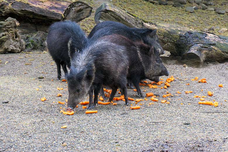 Halsbandpekaris am 16. Mai 2021 auf der Außenanlage am Südamerika-Haus im Zoologischen Garten Wuppertal