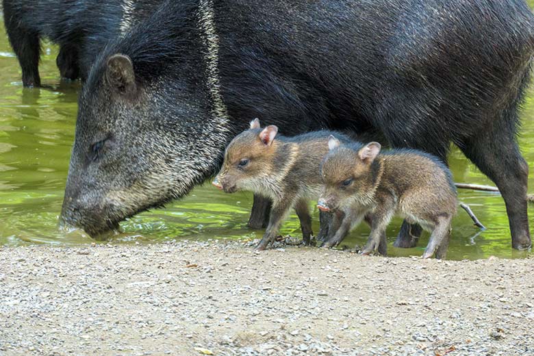 Zwei Halsbandpekari-Jungtiere am 31. Mai 2021 auf der Außenanlage am Südamerika-Haus im Grünen Zoo Wuppertal