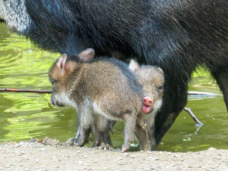 Zwei Halsbandpekari-Jungtiere am 31. Mai 2021 auf der Außenanlage am Südamerika-Haus im Zoologischen Garten Wuppertal