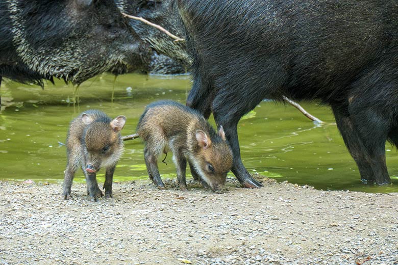 Zwei Halsbandpekari-Jungtiere am 31. Mai 2021 auf der Außenanlage am Südamerika-Haus im Zoo Wuppertal