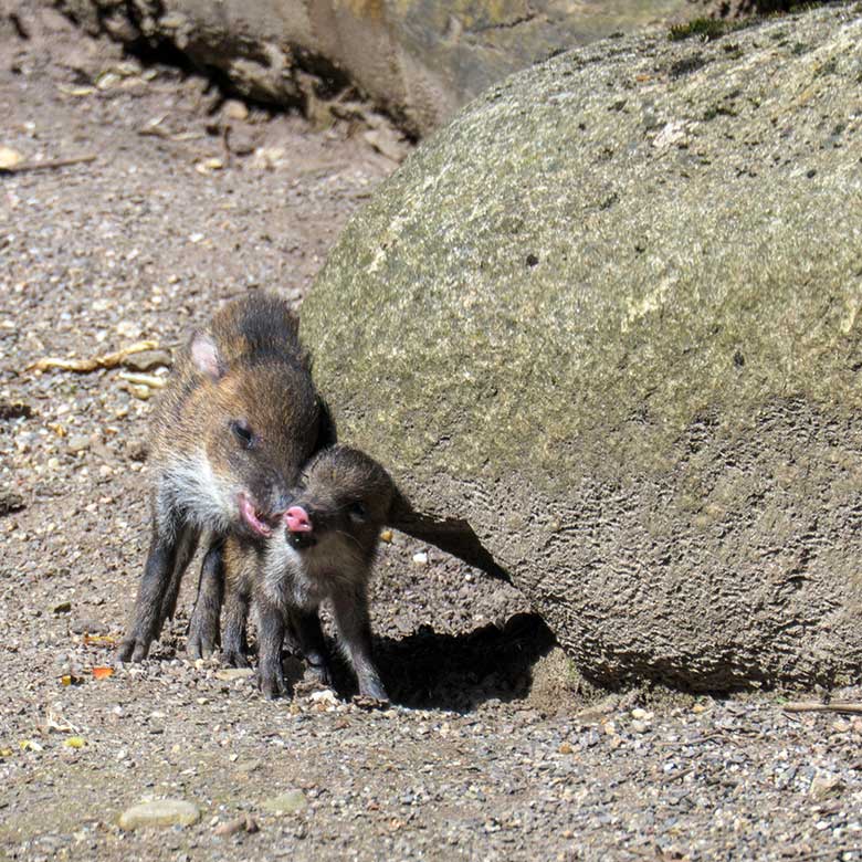 Halsbandpekari-Jungtiere am 31. Mai 2021 auf der Außenanlage am Südamerika-Haus im Wuppertaler Zoo