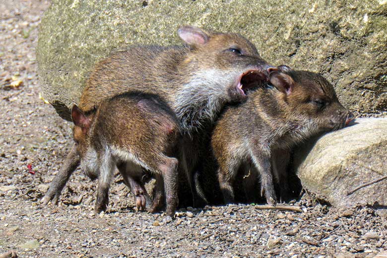 Halsbandpekari-Jungtiere am 31. Mai 2021 auf der Außenanlage am Südamerika-Haus im Zoologischen Garten Wuppertal