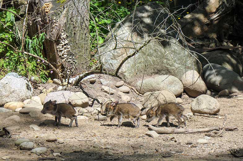 Drei Halsbandpekari-Jungtiere am 14. Juni 2021 auf der Außenanlage am Südamerika-Haus im Wuppertaler Zoo