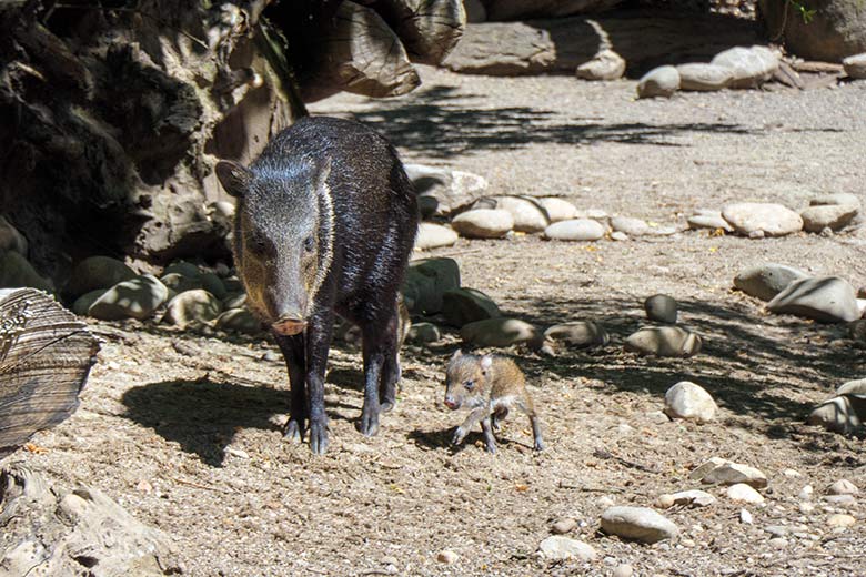 Halsbandpekari mit Jungtier am 14. Juni 2021 auf der Außenanlage am Südamerika-Haus im Zoologischen Garten Wuppertal