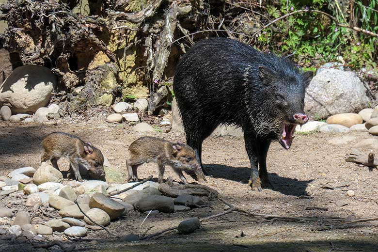 Halsbandpekari mit zwei Jungtieren am 16. Juni 2021 auf der Außenanlage am Südamerika-Haus im Grünen Zoo Wuppertal