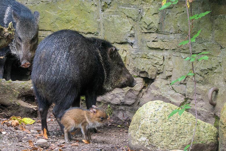 Halsbandpekaris mit Jungtier am 5. September 2021 auf der rechten Außenanlage am Südamerika-Haus im Grünen Zoo Wuppertal