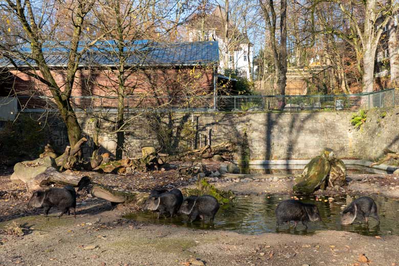 Halsbandpekaris im Wasser am 22. November 2021 auf der Außenanlage am Südamerika-Haus im Grünen Zoo Wuppertal