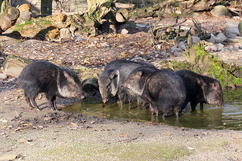 Halsbandpekaris im Wasser am 22. November 2021 auf der Außenanlage am Südamerika-Haus im Zoologischen Garten Wuppertal