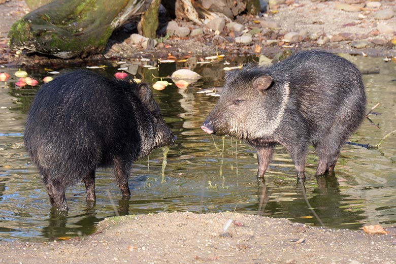 Halsbandpekaris im Wasser am 22. November 2021 auf der Außenanlage am Südamerika-Haus im Zoo Wuppertal