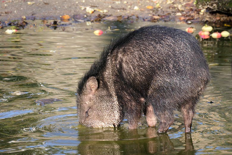 Halsbandpekari im Wasser am 22. November 2021 auf der Außenanlage am Südamerika-Haus im Wuppertaler Zoo