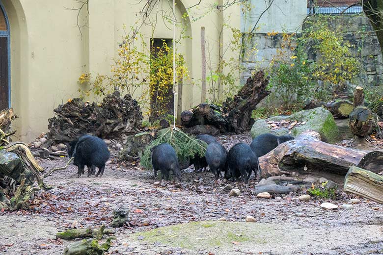 Halsbandpekaris am 29. November 2021 auf der Außenanlage am Südamerika-Haus im Grünen Zoo Wuppertal