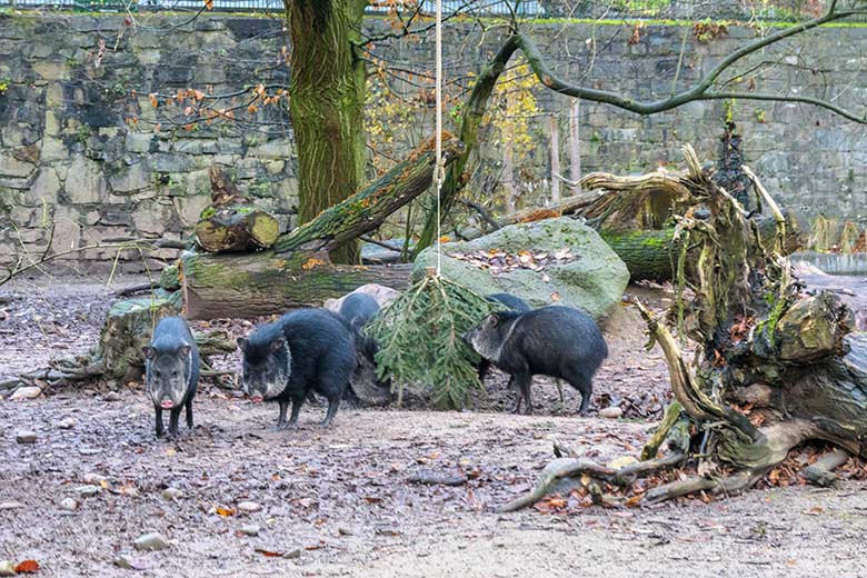 Halsbandpekaris am 29. November 2021 auf der Außenanlage am Südamerika-Haus im Wuppertaler Zoo