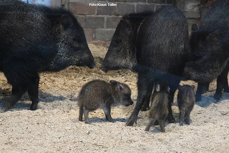 Halsbandpekaris mit Jungtieren am 26. Dezember 2021 im Südamerika-Haus im Zoologischen Garten Wuppertal (Foto Klaus Tüller)