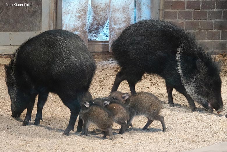 Halsbandpekaris mit Jungtieren am 26. Dezember 2021 im Südamerika-Haus im Zoo Wuppertal (Foto Klaus Tüller)