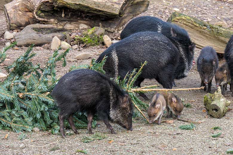 Halsbandpekaris mit Jungtieren am 1. Januar 2022 auf der Außenanlage am Südamerika-Haus im Grünen Zoo Wuppertal