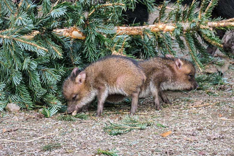 Halsbandpekari-Jungtiere am 1. Januar 2022 auf der Außenanlage am Südamerika-Haus im Zoo Wuppertal