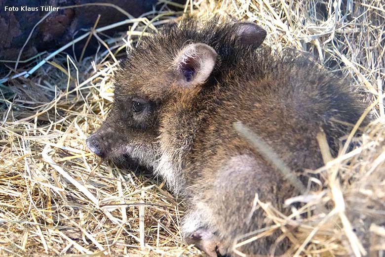 Halsbandpekari-Jungtier am 2. Januar 2022 im Südamerika-Haus im Wuppertaler Zoo (Foto Klaus Tüller)