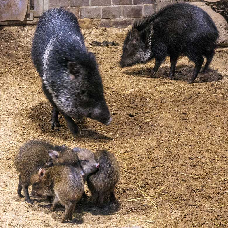 Halsbandpekaris mit vier Jungtieren am 2. Januar 2022 im Südamerika-Haus im Zoologischen Garten der Stadt Wuppertal