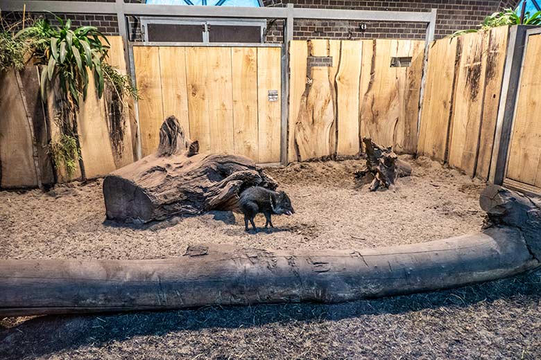Separiertes Halsbandpekari-Jungtier mit Verletzung am rechten Hinterbein am 12. Januar 2022 im Südamerika-Haus im Wuppertaler Zoo
