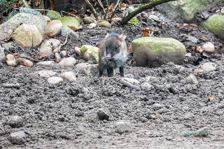 Halsbandpekari-Jungtier am 14. Januar 2022 auf der Außenanlage am Südamerika-Haus im Grünen Zoo Wuppertal