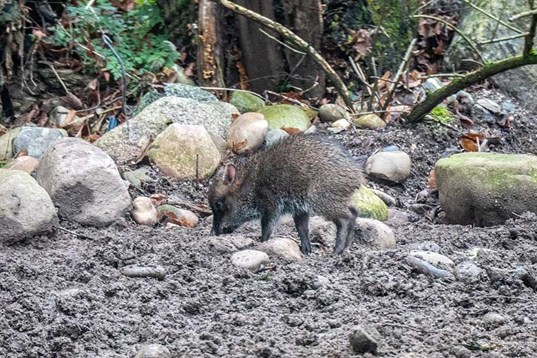 Halsbandpekari-Jungtier am 14. Januar 2022 auf der Außenanlage am Südamerika-Haus im Zoologischen Garten Wuppertal