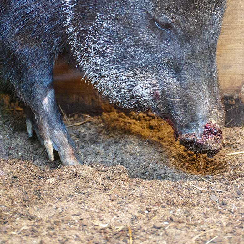 Verletztes Halsbandpekari am 18. März 2022 im Südamerika-Haus im Grünen Zoo Wuppertal