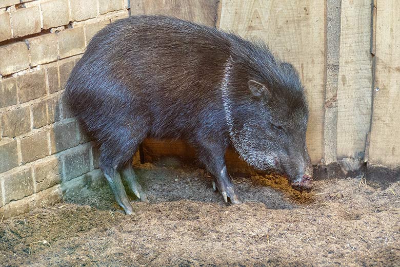 Verletztes Halsbandpekari am 18. März 2022 im Südamerika-Haus im Zoologischen Garten Wuppertal