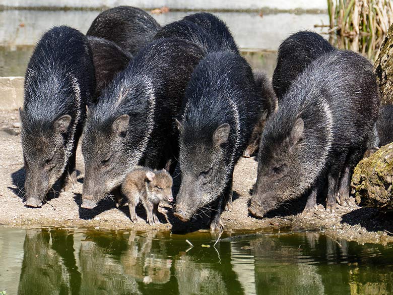 Halsbandpekaris mit Jungtier am 19. März 2022 auf der Außenanlage am Südamerika-Haus im Grünen Zoo Wuppertal