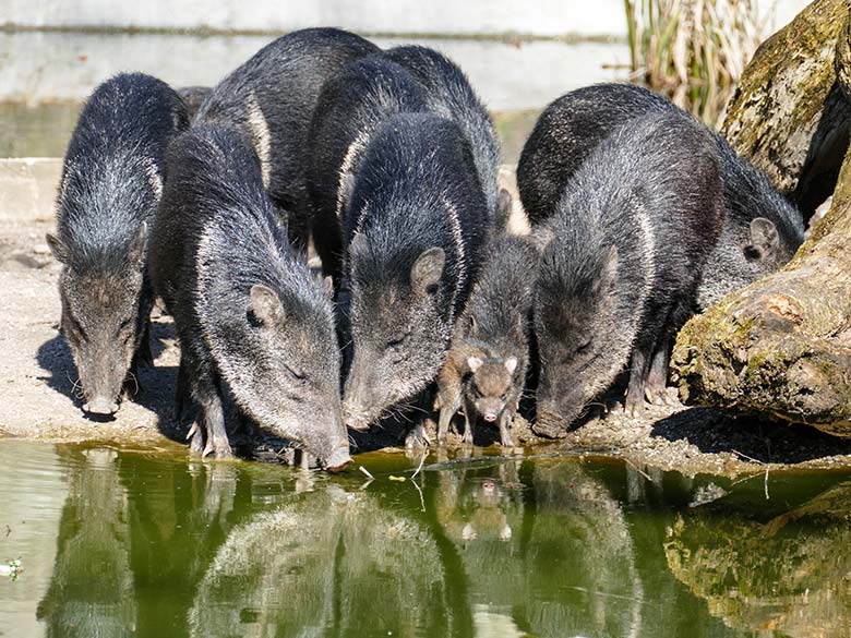 Halsbandpekaris mit Jungtier am 19. März 2022 auf der Außenanlage am Südamerika-Haus im Zoo Wuppertal