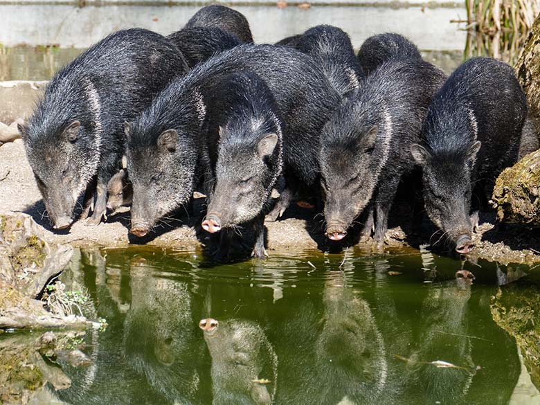 Halsbandpekaris mit Jungtier am 19. März 2022 auf der Außenanlage am Südamerika-Haus im Wuppertaler Zoo