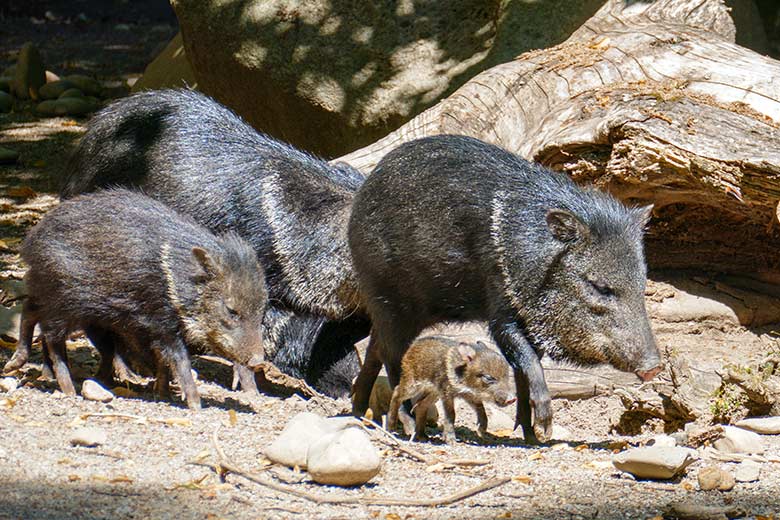 Halsbandpekaris mit Jungtier am 2. Juli 2022 auf der Außenanlage am Südamerika-Haus im Grünen Zoo Wuppertal