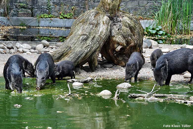 Halsbandpekaris am 5. Juli 2022 am Wasser der Außenanlage am Südamerika-Haus im Grünen Zoo Wuppertal (Foto Klaus Tüller)