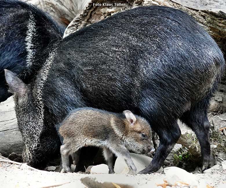 Halsbandpekari-Jungtier am 5. Juli 2022 auf der Außenanlage am Südamerika-Haus im Wuppertaler Zoo (Foto Klaus Tüller)