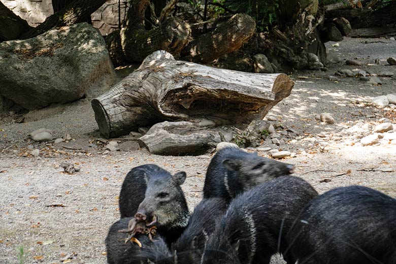 Halsbandpekari mit Jungtier am 16. Juli 2022 auf der Außenanlage am Südamerika-Haus im Grünen Zoo Wuppertal