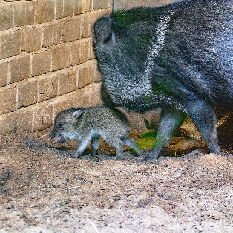 Halsbandpekari mit Jungtier am 16. Juli 2022 im Südamerika-Haus im Zoologischen Garten Wuppertal