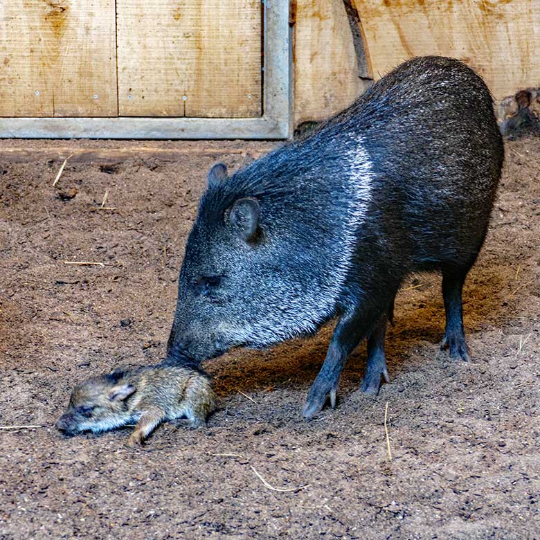 Halsbandpekari mit Jungtier am 16. Juli 2022 im Südamerika-Haus im Wuppertaler Zoo