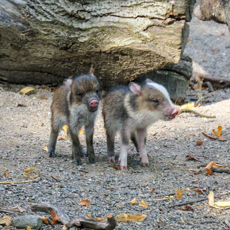 Zwei Halsbandpekari-Frischlinge am 21. August 2022 auf der Außenanlage am Südamerika-Haus im Grünen Zoo Wuppertal