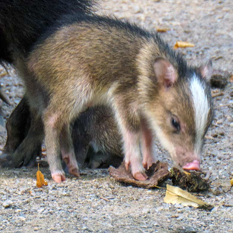 Halsbandpekari-Jungtier am 21. August 2022 im Südamerika-Haus im Wuppertaler Zoo