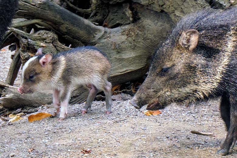 Halsbandpekari mit Jungtier am 21. August 2022 auf der Außenanlage am Südamerika-Haus im Zoo Wuppertal