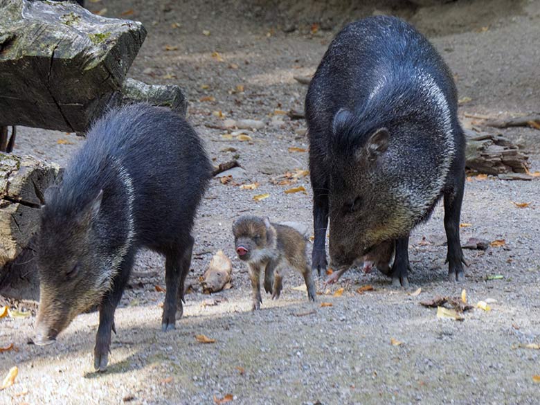 Halsbandpekaris mit Jungtier am 21. August 2022 auf der Außenanlage am Südamerika-Haus im Grünen Zoo Wuppertal