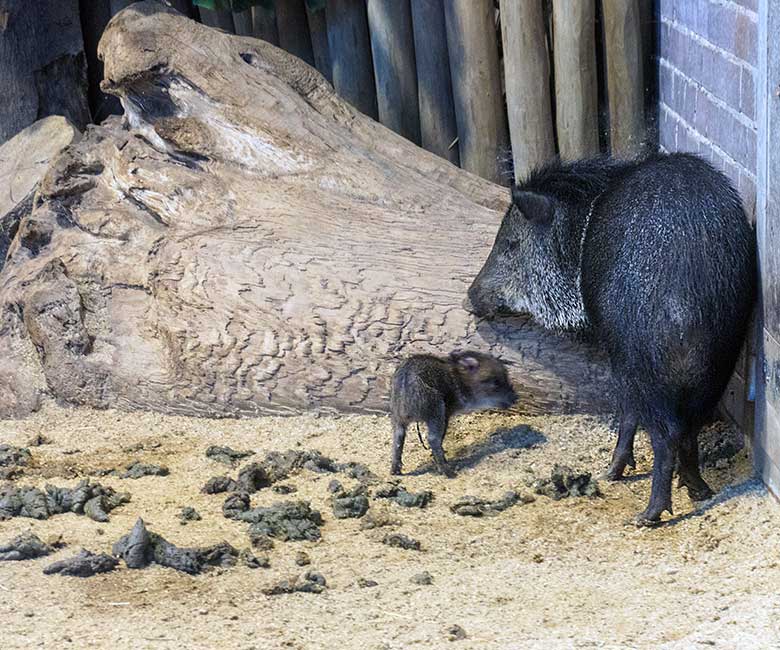 Adultes Halsbandpekari mit Halsbandpekari-Frischling am 1. September 2022 im Innengehege im Südamerika-Haus im Grünen Zoo Wuppertal