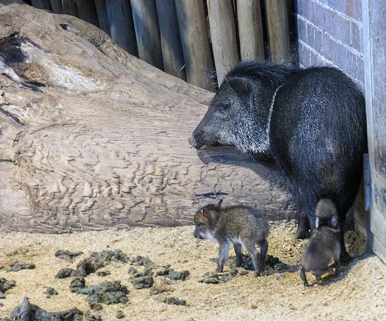 Halsbandpekari mit Nachwuchs am 1. September 2022 im Innengehege im Südamerika-Haus im Zoologischen Garten Wuppertal