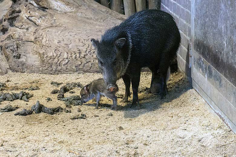 Halsbandpekari mit Jungtier am 1. September 2022 im Innengehege im Südamerika-Haus im Wuppertaler Zoo