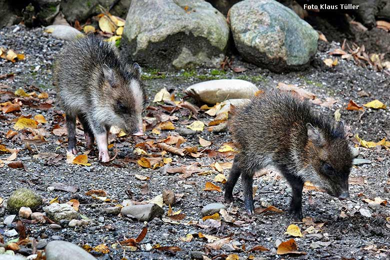 Halsbandpekari-Jungtiere mit ungewöhnlicher Färbung am 2. Oktober 2022 auf der Außenanlage am Südamerika-Haus im Grünen Zoo Wuppertal (Foto Klaus Tüller)