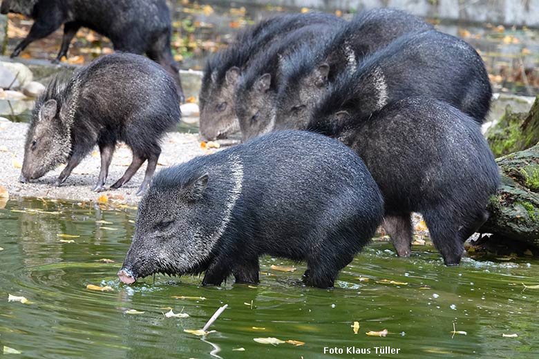 Halsbandpekaris am 2. Oktober 2022 auf der Außenanlage am Südamerika-Haus im Wuppertaler Zoo (Foto Klaus Tüller)